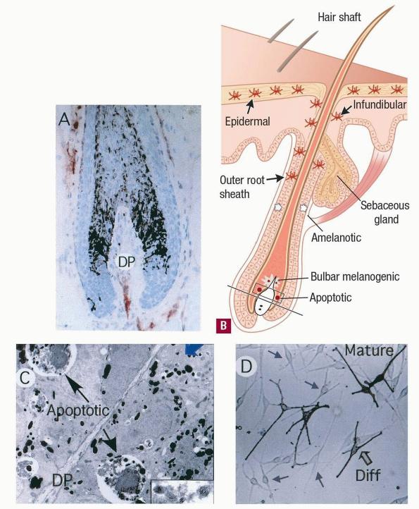 Hair Follicle Melanocyte